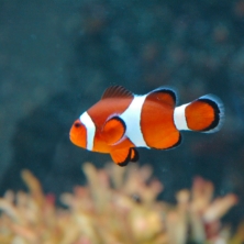 タモン・タムニング